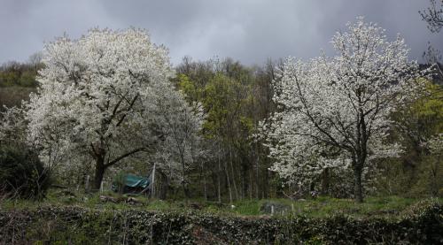 cerisiersfleurs