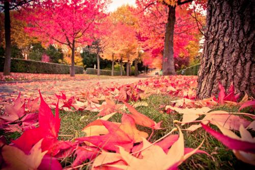 feuilles d'érable